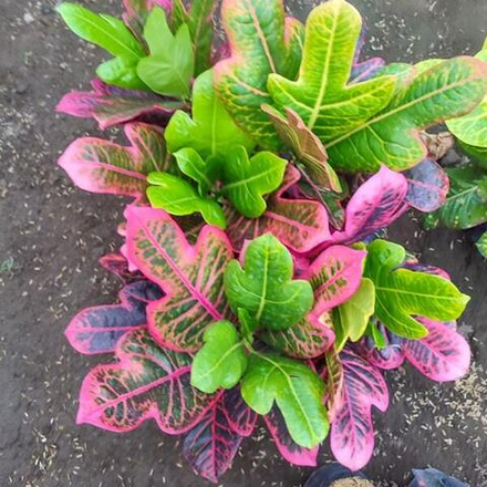 Кротон STARLIGHT