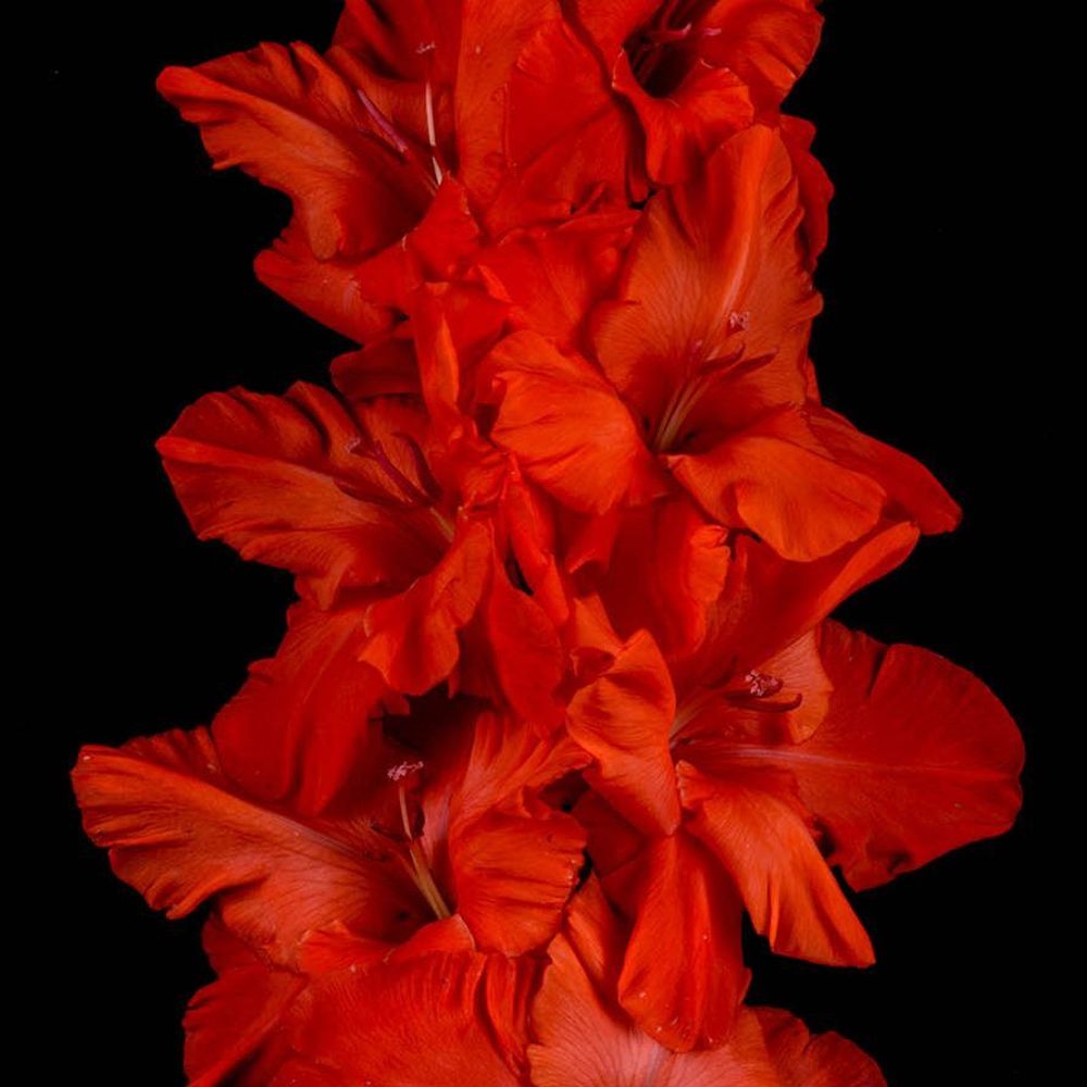 Гладиолус крупноцветковый Красная Шапочка