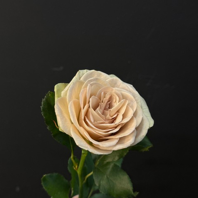 Роза чайно-гибридная цвета латте 45 см 1 шт