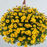Биденс Eldoro compact yellow