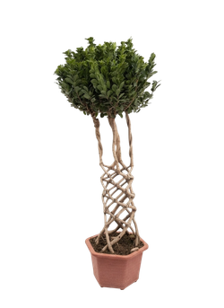 Фикус Dragon Pillar Ginseng д.43