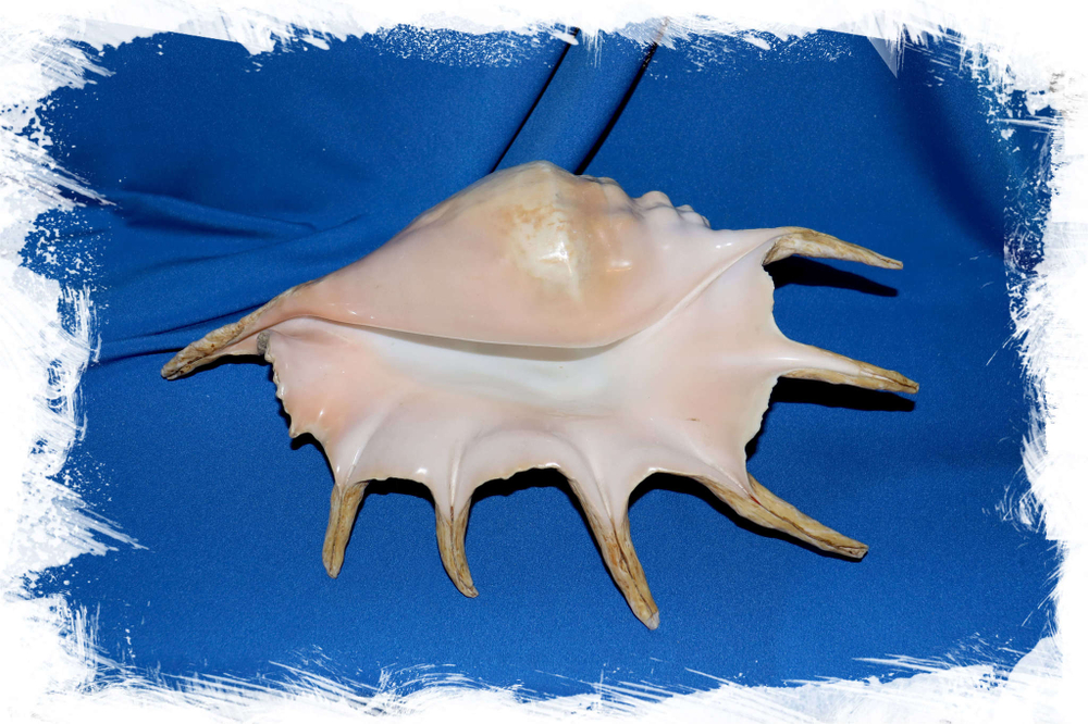 Ракушка Lambis truncata, Обрубленный лямбис, Ламбис трунката