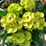 Эуфорбия Миля GREENLAND