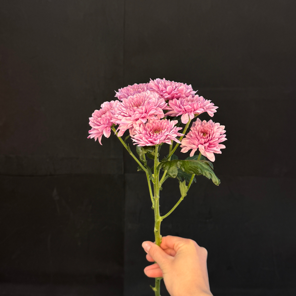 Хризантема кустовая Розовая / 1 шт