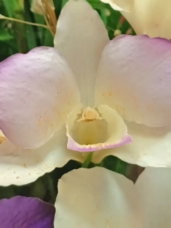 натуральные цветы в стекле, вакуум