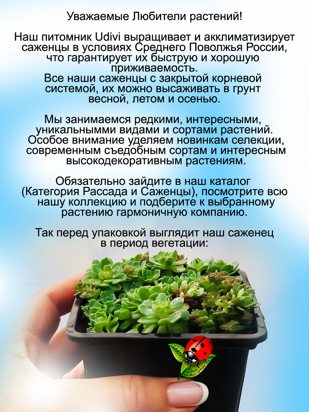 Седум Толстоветвистый очиток почвопокровный