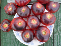 Помидоры - Blue Beauty - Голубая Красавица