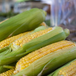 Вега F1 семена кукурузы (May Seed / Мэй Сид)