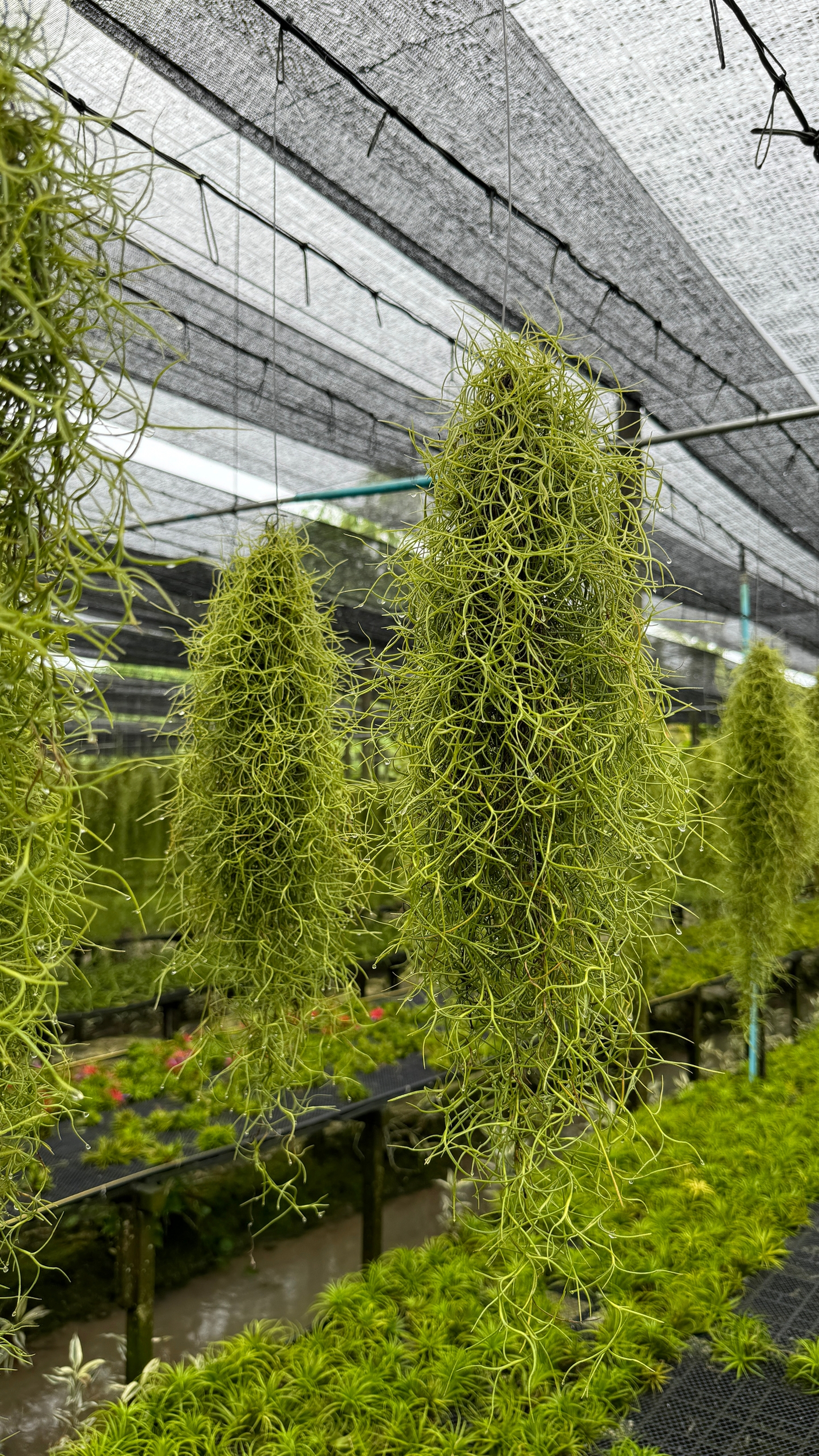 Тилландсии, поставка июнь 2026