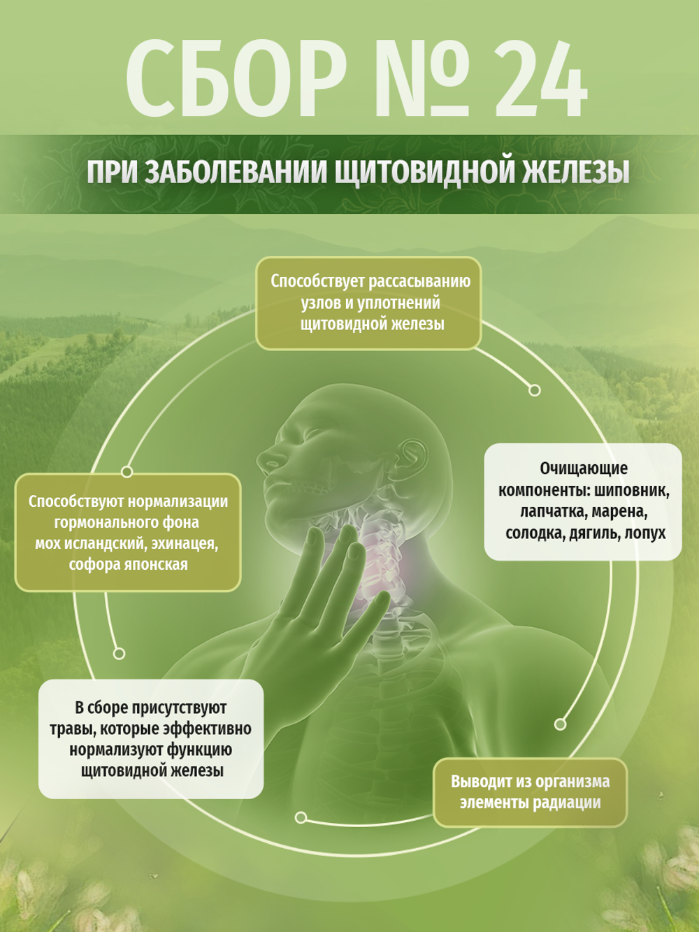 Сбор № 24 При заболевании щитовидной железы