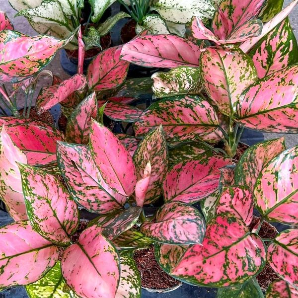 Собрала аглаонемы в нашем предзаказе по 1300 руб.