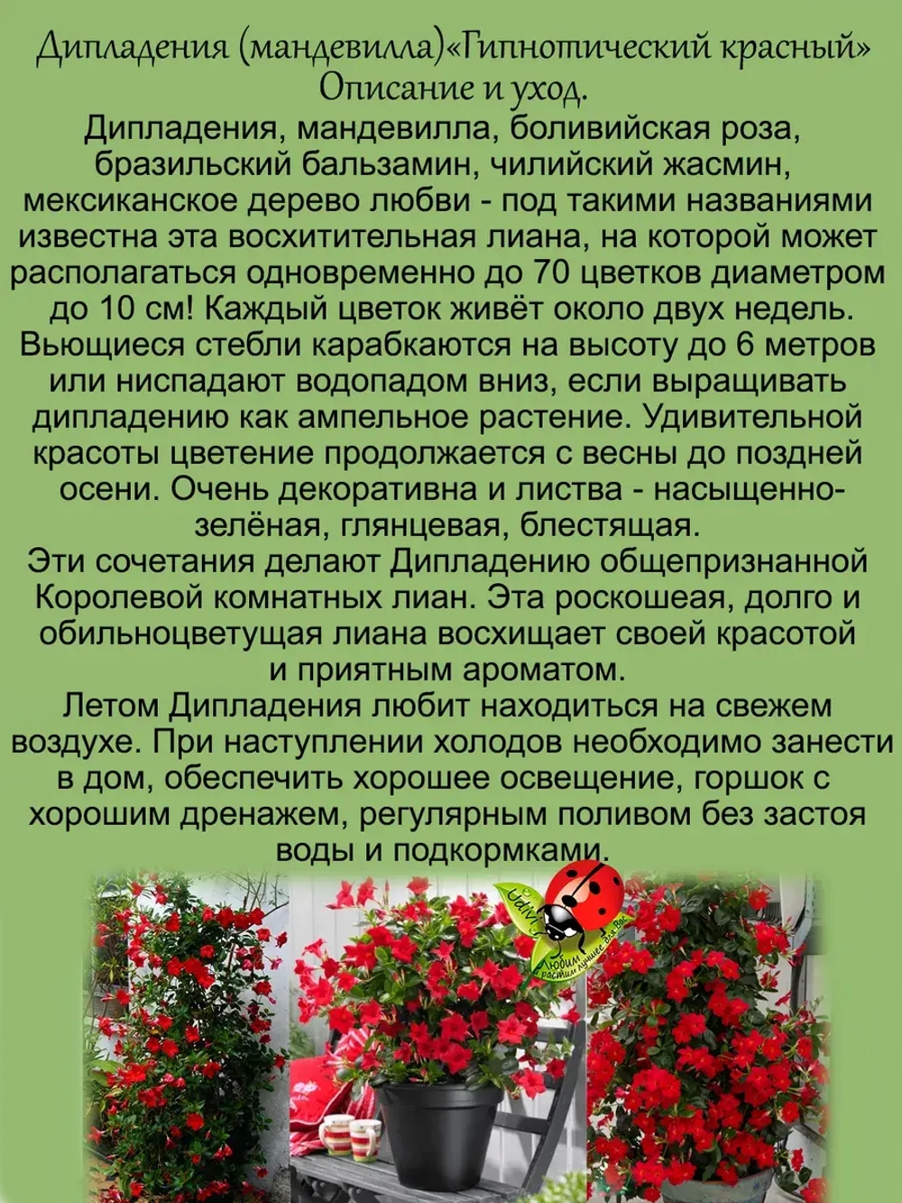 Дипладения Гипнотический Красный мандевилла
