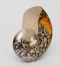 19-006 Ракушка расписная (о.Бали) L - Вариант A