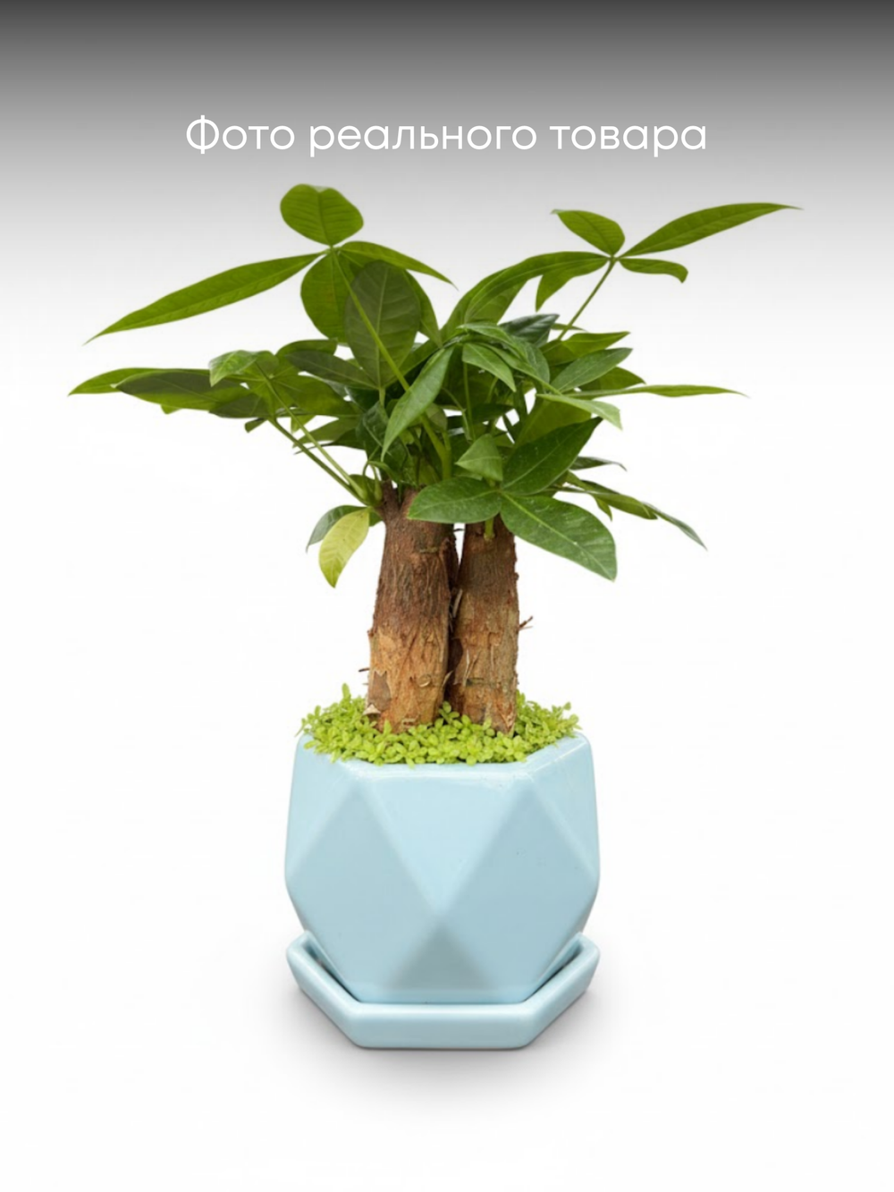 Пахира Little Forest Three-Branch ке