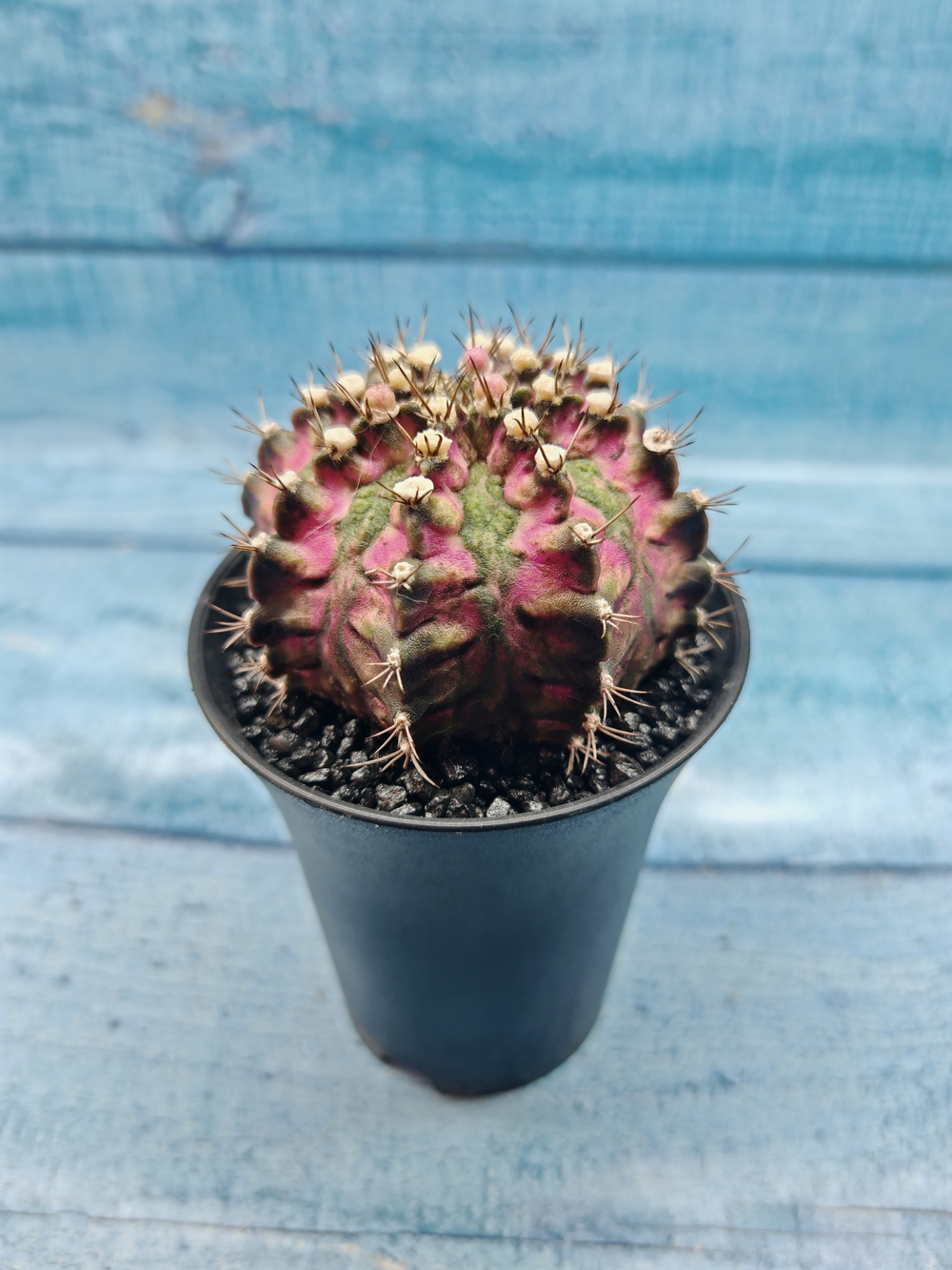 Gymnocalycium T-Rex Pink hybrid (Гимнокалициум T-rex)