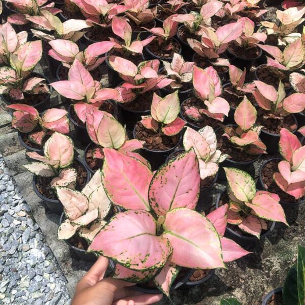 Аглаонема BABY PINK