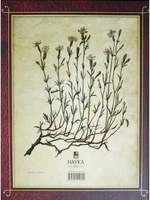 Centuria plantarum rariorum Russiae meridionalis Ф.К. Биберштейна глазами молодых исследователей "Сириуса" через 200 лет