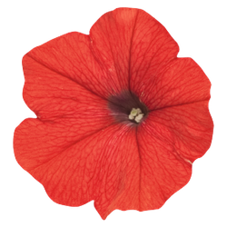 Петуния ампельная Саксесс Ред F1 (50др) Витагрин Профи