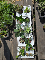 Грунт для растений минеральный АГРОЛО Основа, универсальный, для кактусов и суккулентов, ароидных, для фитильного полива