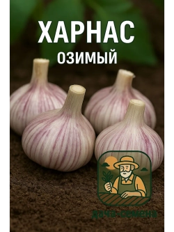 Чеснок посадочный озимый Харнас