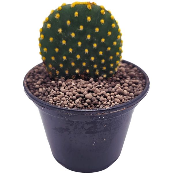 Опунция Микродазис желтая