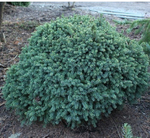 Ель ALBERTA GLOBE Echiniformis