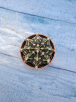 Gymnocalycium Friedrichii (Гимнокалициум)