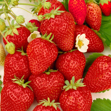 Земляника Кори ранняя