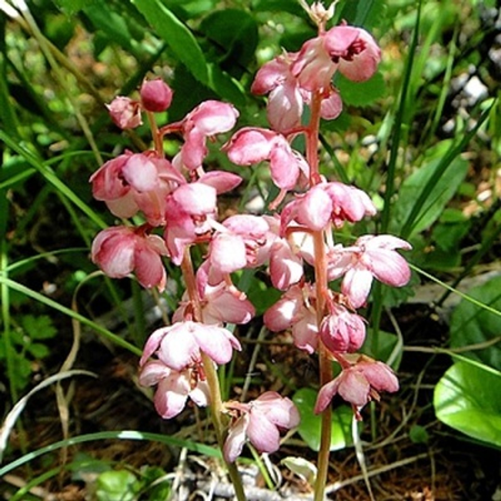 МЕТИЛСАЛИЦИЛАТ (METHYL SALICYLATE) Ventós