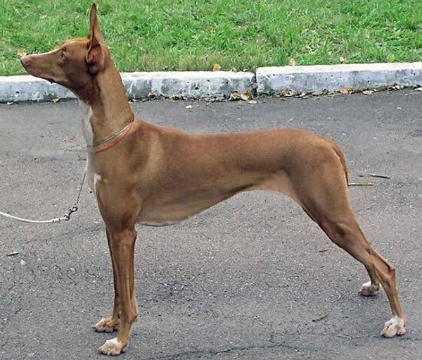 Фараонова собака