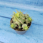 Euphorbia meloformis f. Variegated (Эуфорбия вариегатная)