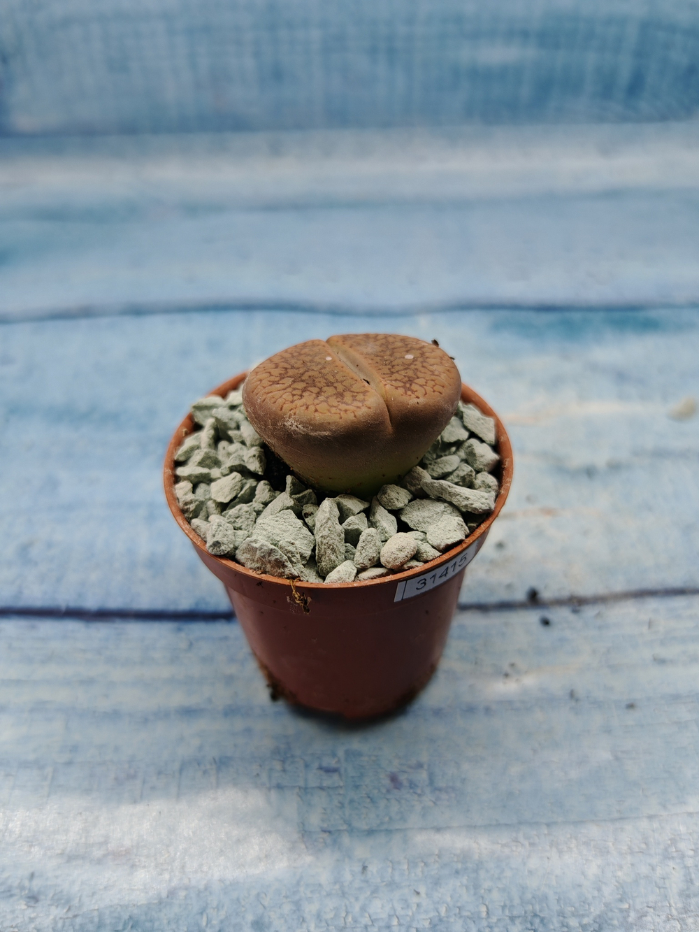 Lithops sp. (Литопсы)