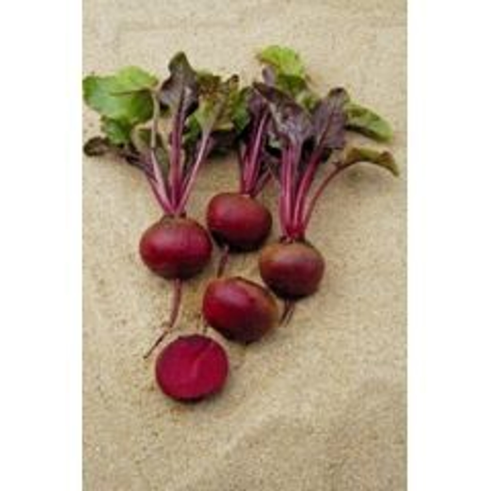 Камаро F1 семена свеклы (Vilmorin / Вильморин)