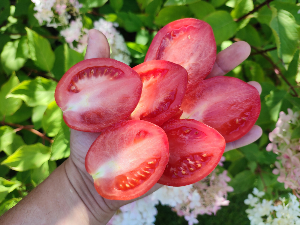 Настенька сорт томата