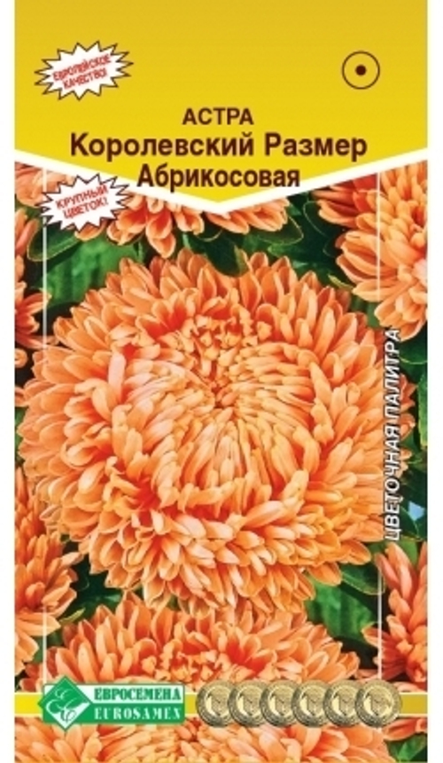 Астра пионовидная Королевский размер абрикосовая
