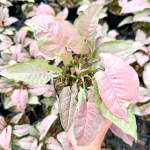 Сингониум PINK JADE UNICORN