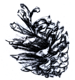 Стикер "Шишка-1"