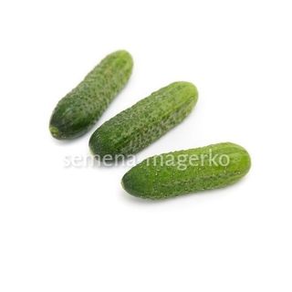 Огурец Саунд (2500 семян)