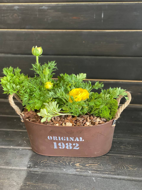 Минисад с ранункулюсами