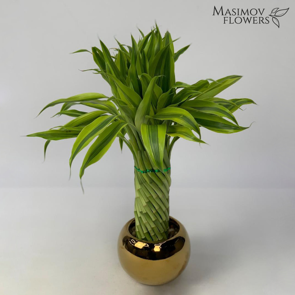 Композиция бамбук счастья "Игорёк"