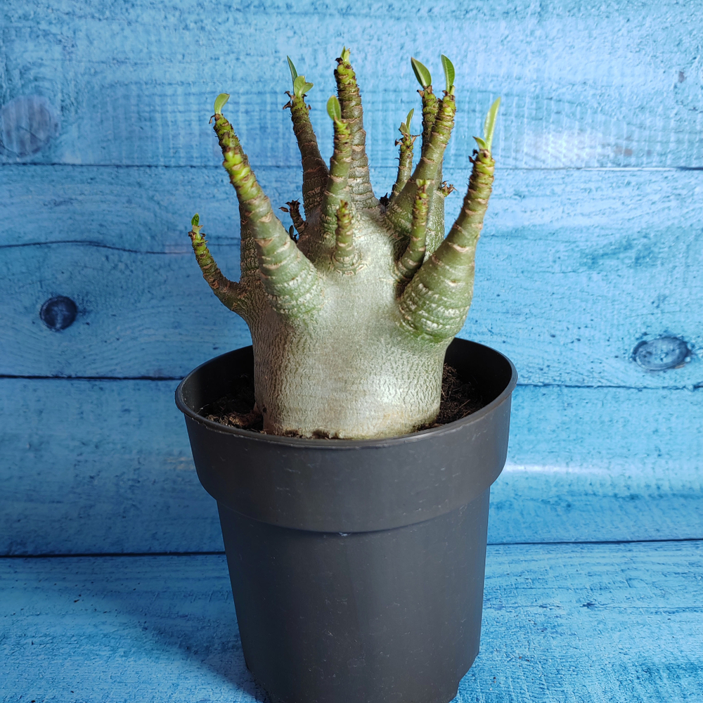 Adenium Baobab (Адениум)