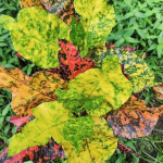 Кротон IDOLA LASENO