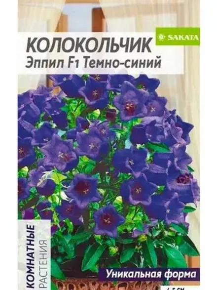 Колокольчик Эппил  комнатные растения