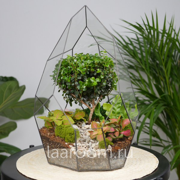 Флорариум бонсай Мирсина Айсберг