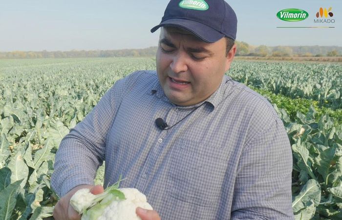 Цветная капуста Sabord F1 0+ (ВИДЕО)