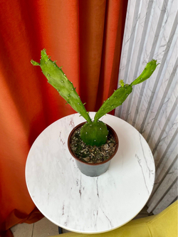 Опунция, D11см Н30см, 1шт, Россия