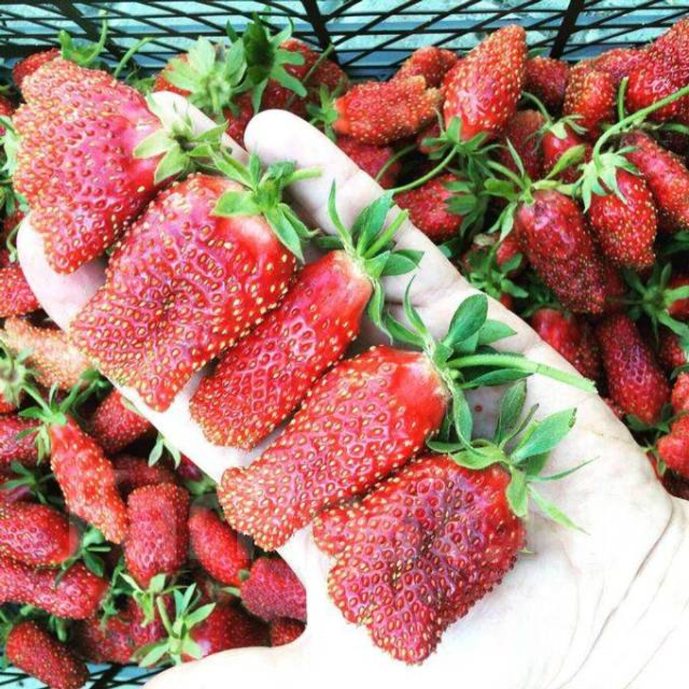 Земклуника Барыня Сударыня