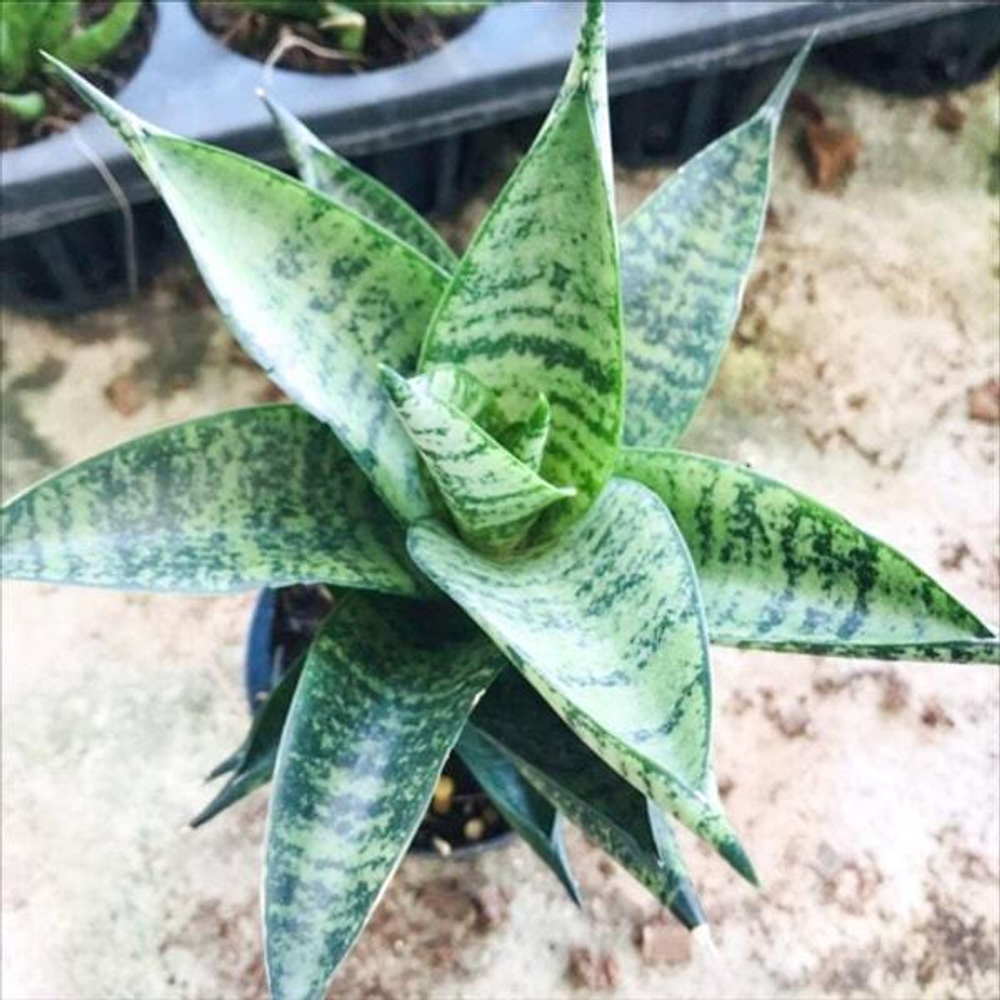 Сансевиерия YOK SIAM