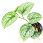 Сциндапсус N5