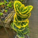 Кротон TUANG THONG